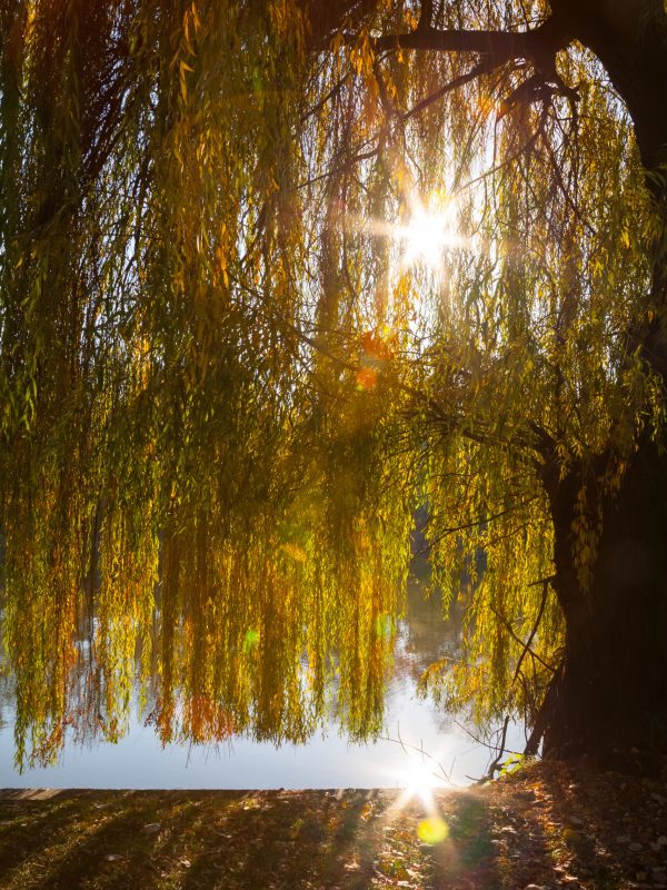 A weeping willow tree near a lake and its branches filtering nice worm sun rays. Sun reflected in the water.