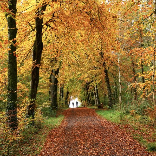 Garvagh Forest (representing team member Eoghan Doherty).